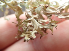 Tuckermanopsis subalpina