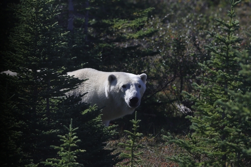 Black Bear sighting near Shamattawa