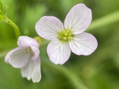 Cardamine pratensis, photograph (c) Katharine Khamhaengwong, some rights reserved (CC BY)