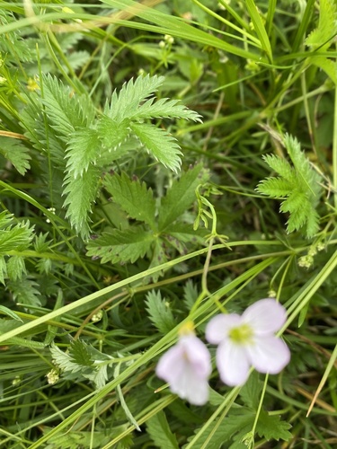 Cardamine pratensis, photograph 3