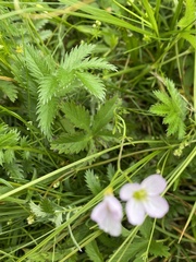 Cardamine pratensis, photograph (c) Katharine Khamhaengwong, some rights reserved (CC BY)