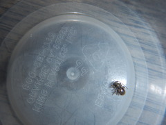 Insecta