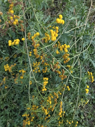 tansy