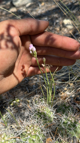Largeflower onion