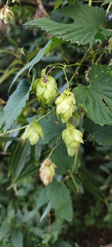 common hops