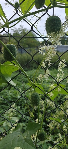 prickly cucumber