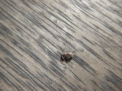 Insecta