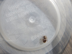 Insecta
