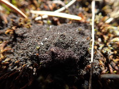 Pseudephebe pubescens