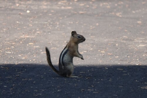Common Golden-mantled Ground Squirrel observed by curtis39