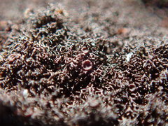 Pseudephebe pubescens