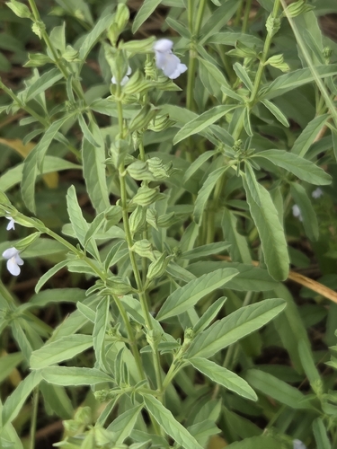 Salvia reflexa, photograph 5