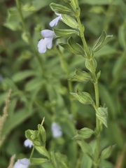 Salvia reflexa, photograph author not stated, no rights reserved