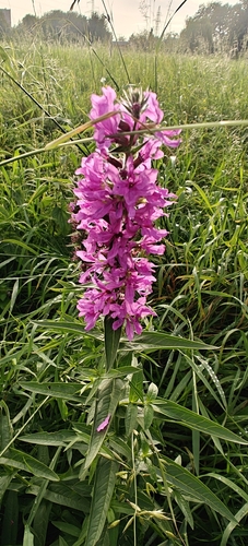 purple loosestrife
