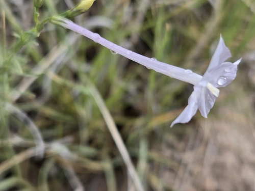Ipomopsis longiflora, photograph 4