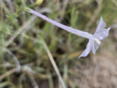 Ipomopsis longiflora, photograph author not stated, no rights reserved