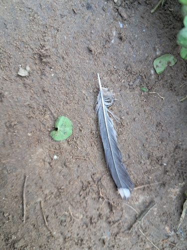 Northern Nutcracker