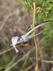Ipomopsis longiflora, photograph author not stated, no rights reserved
