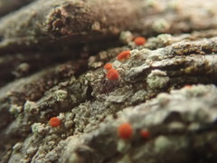 Ramboldia cinnabarina