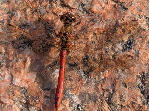 Vagrant Darter
