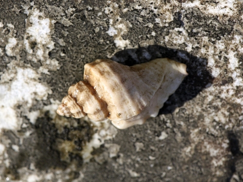 Ocenebra japonica, 2026-09-01