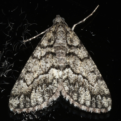 Lipogya exprimataria