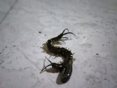 Scolopendra viridis maya