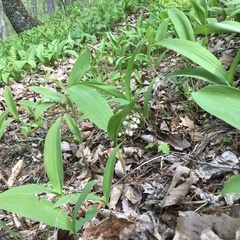 Convallaria pseudomajalis