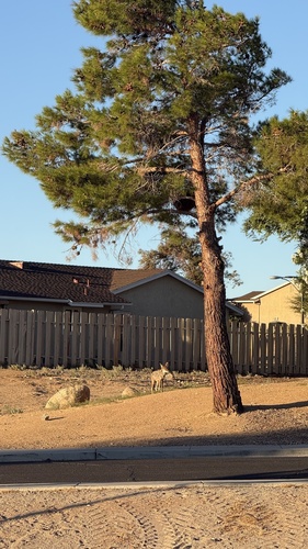 Coyote