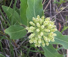 Asclepias lanuginosa