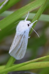 Acronicta insularis