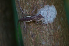 Diploderma polygonatum xanthostomum