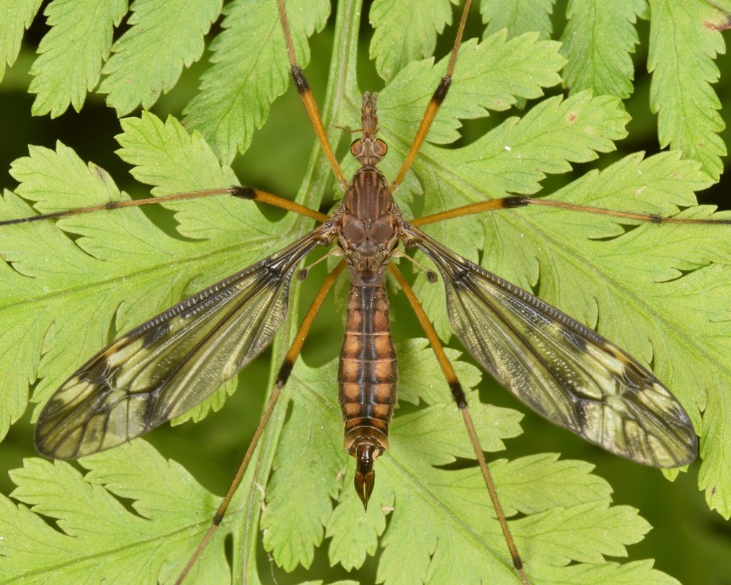 Sooty Crane Fly