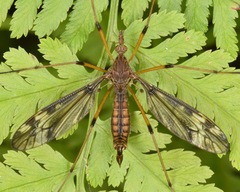 Tipula fuliginosa