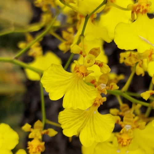 Gomesa flexuosa, 2026-09-01
