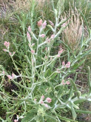 Pseudognaphalium ramosissimum