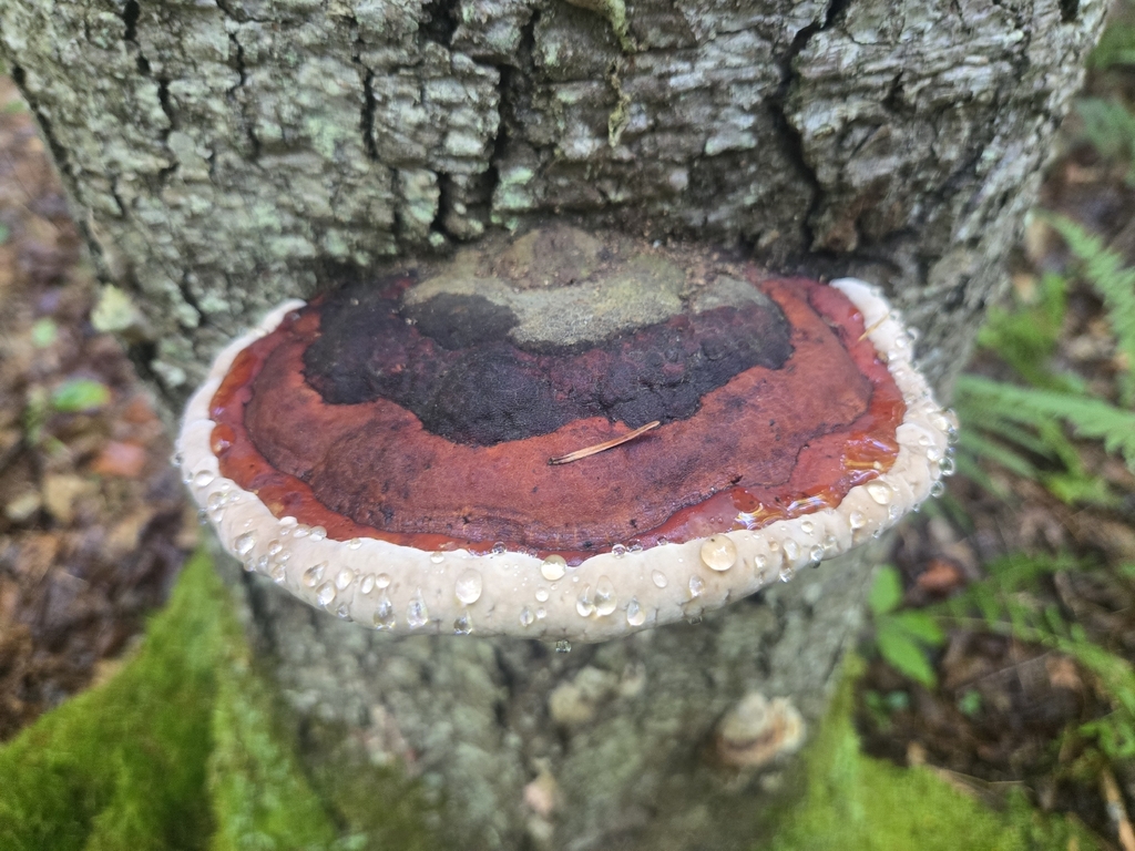 Northern Red Belt · August 2026 · photo: Photo: (c) Micki Colbeck, some rights reserved (CC BY) · iNaturalist