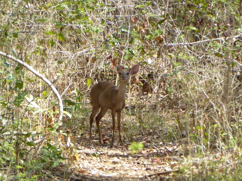Yucatán Brown Brocket