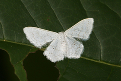 Idaea tacturata