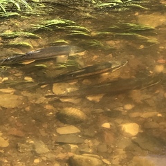 Catostomus catostomus