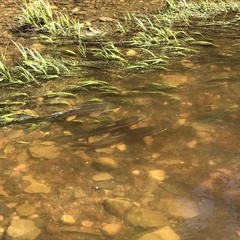 Catostomus catostomus