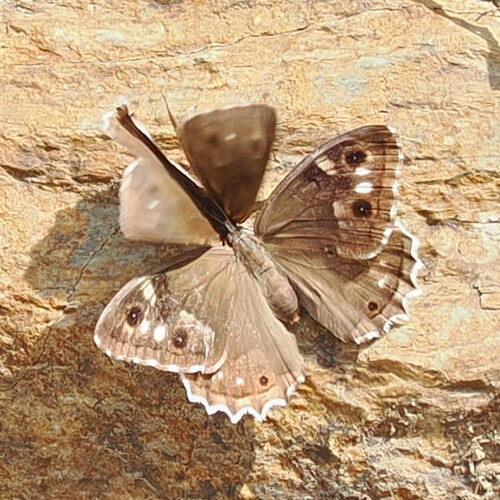 Striped Grayling