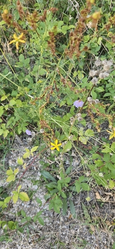 Common St. John's Wort