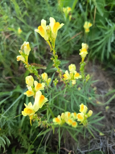 common toadflax