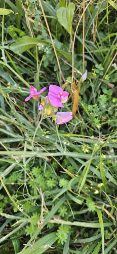 broad-leaved sweet pea