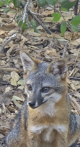 Santa Cruz Island Fox observed by kate33
