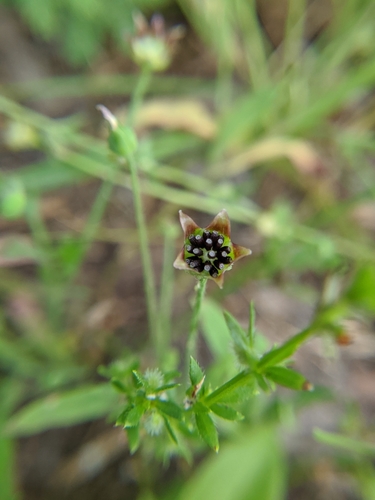 Image of Krigia wrightii by (c) Alison Northup, some rights reserved (CC BY)