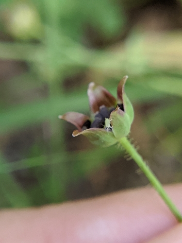 Image of Krigia wrightii by (c) Alison Northup, some rights reserved (CC BY)