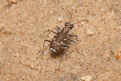 Cicindela repanda repanda