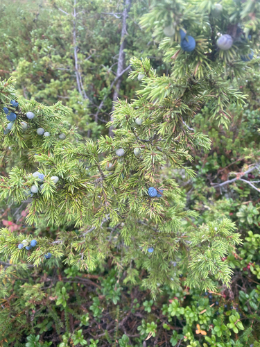 common juniper